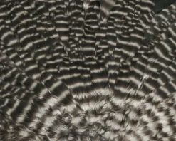 Hareline - Hen Saddle -Simms || Rio || Scientific Anglers tên blog Sales Store HSAD176